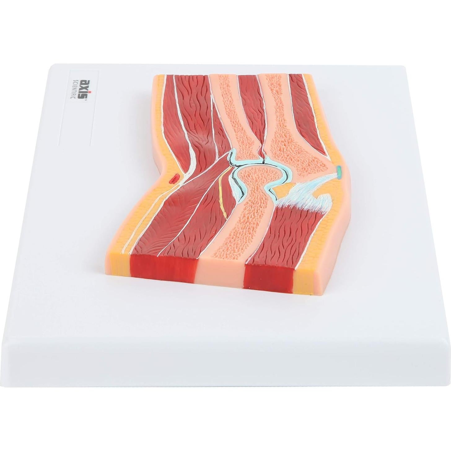Modelo de Anatomía del Codo Axis Scientific 100% Correcto