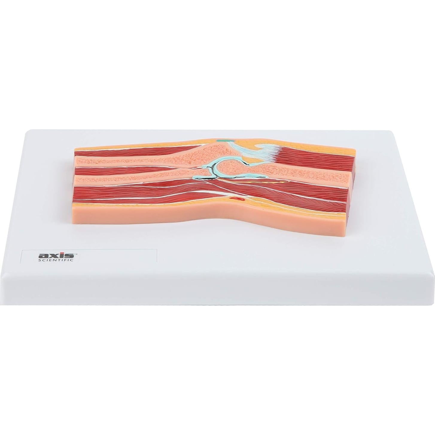 Modelo de Anatomía del Codo Axis Scientific 100% Correcto