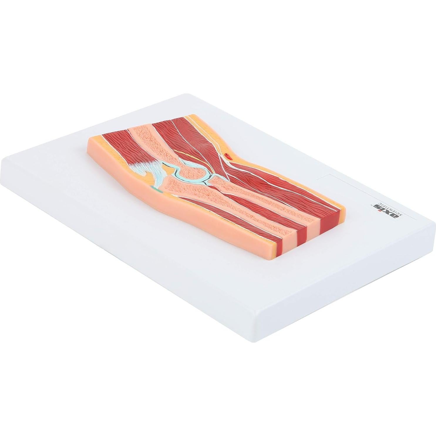 Modelo de Anatomía del Codo Axis Scientific 100% Correcto