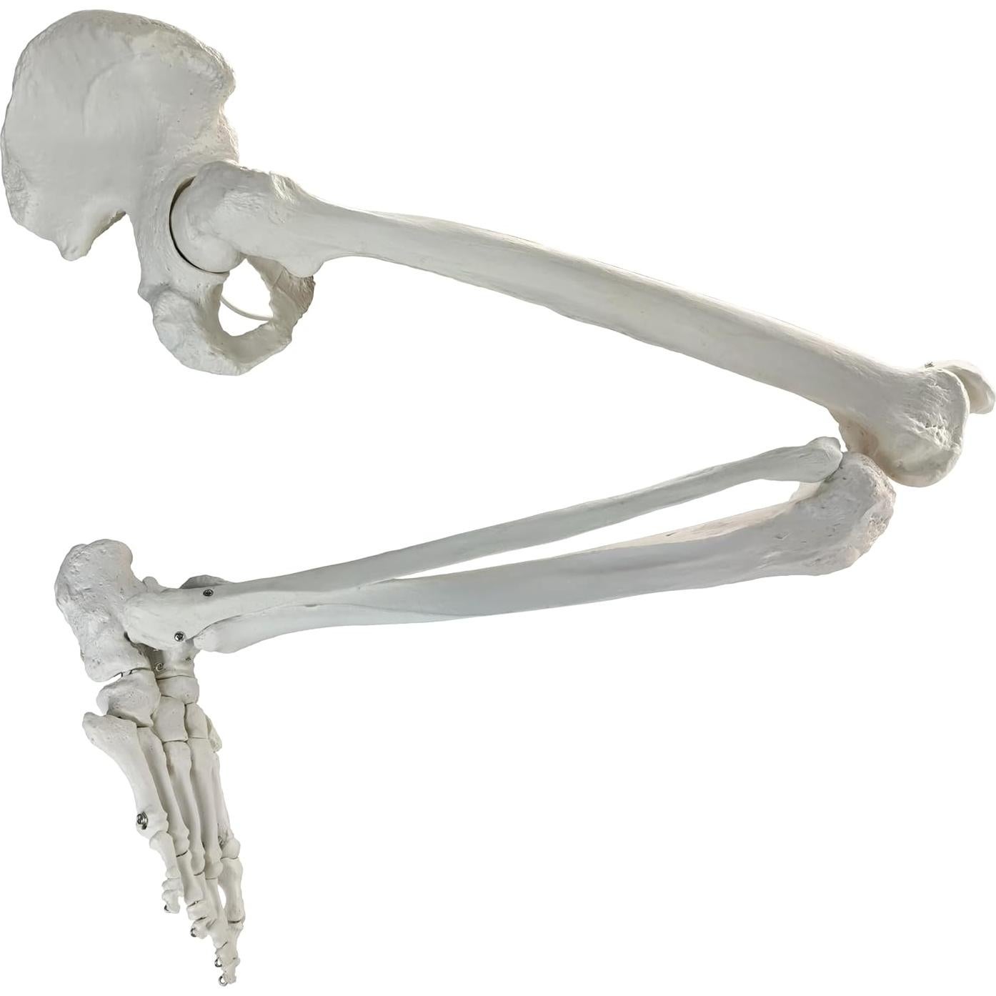 Modelo Anatómico de Hueso de Pierna Humana Evotech 91.44 cm