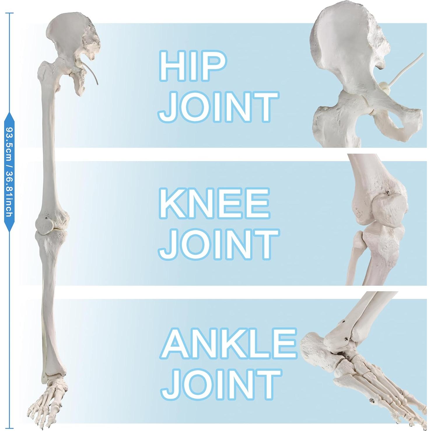 Modelo Anatómico de Hueso de Pierna Humana Evotech 91.44 cm