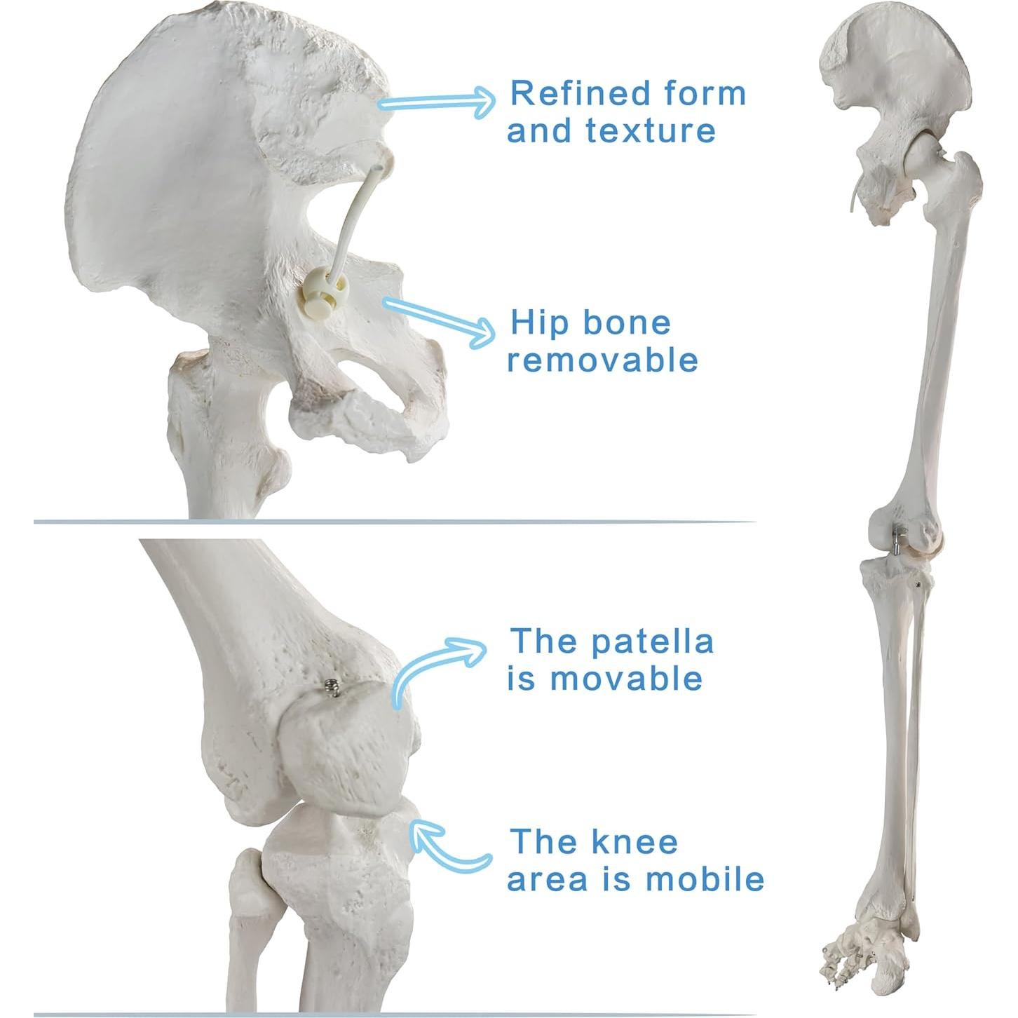 Modelo Anatómico de Hueso de Pierna Humana Evotech 91.44 cm
