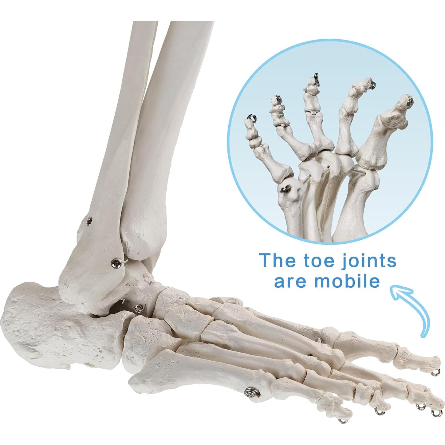 Modelo Anatómico de Hueso de Pierna Humana Evotech 91.44 cm