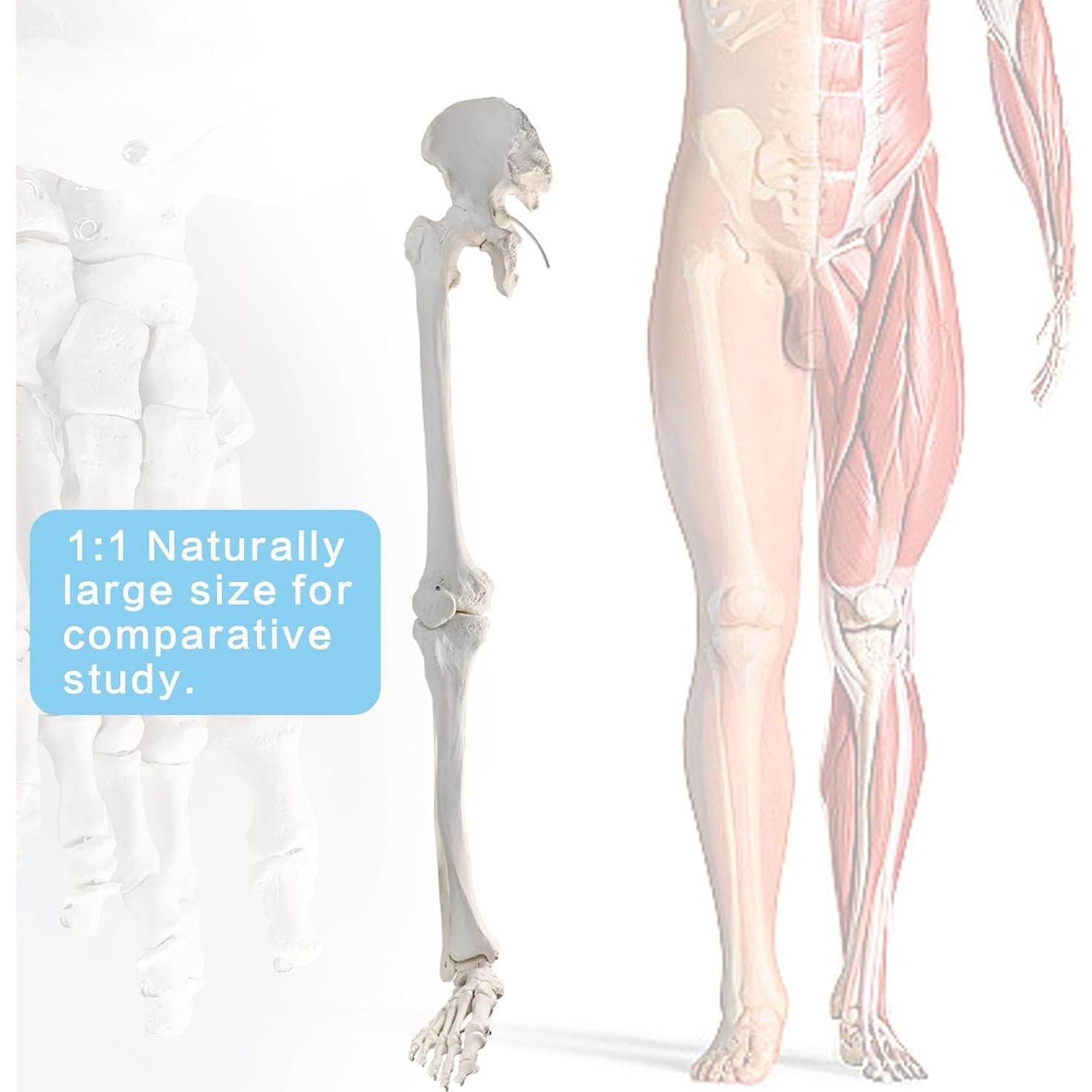 Modelo Anatómico de Hueso de Pierna Humana Evotech 91.44 cm