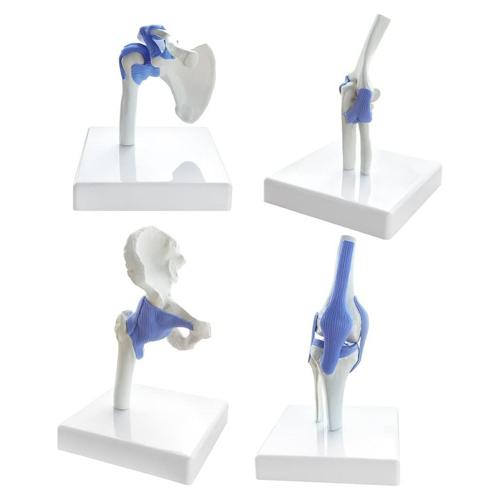 Conjunto de Modelos de Articulaciones Mini EVOTECH 1/2 Tamaño