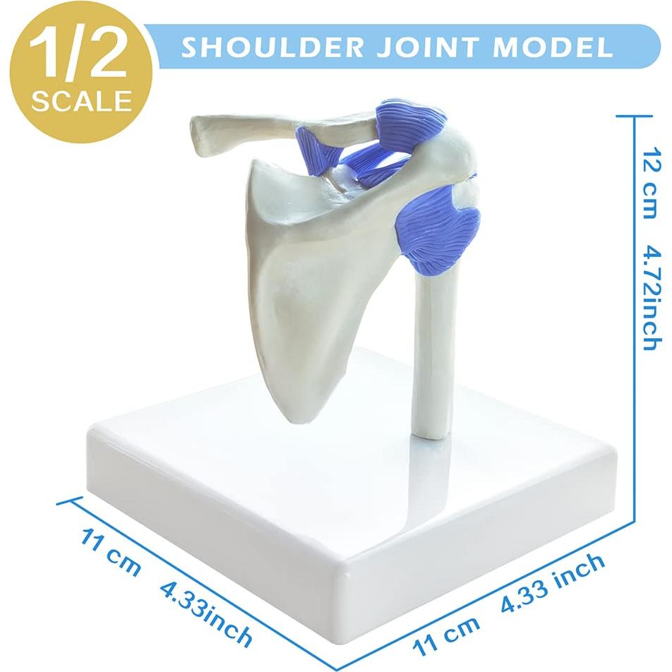 Conjunto de Modelos de Articulaciones Mini EVOTECH 1/2 Tamaño