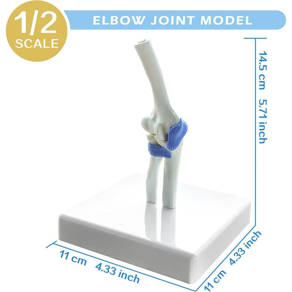 Conjunto de Modelos de Articulaciones Mini EVOTECH 1/2 Tamaño