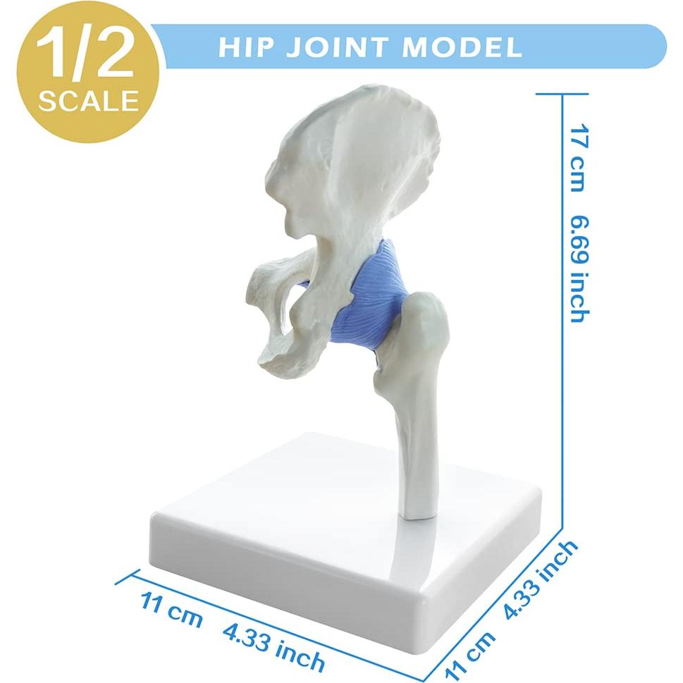 Conjunto de Modelos de Articulaciones Mini EVOTECH 1/2 Tamaño