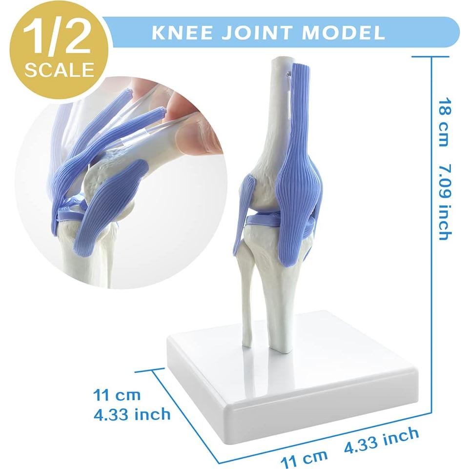 Conjunto de Modelos de Articulaciones Mini EVOTECH 1/2 Tamaño