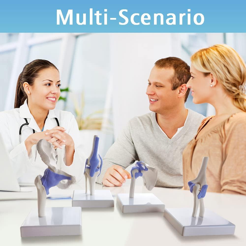 Conjunto de Modelos de Articulaciones Mini EVOTECH 1/2 Tamaño