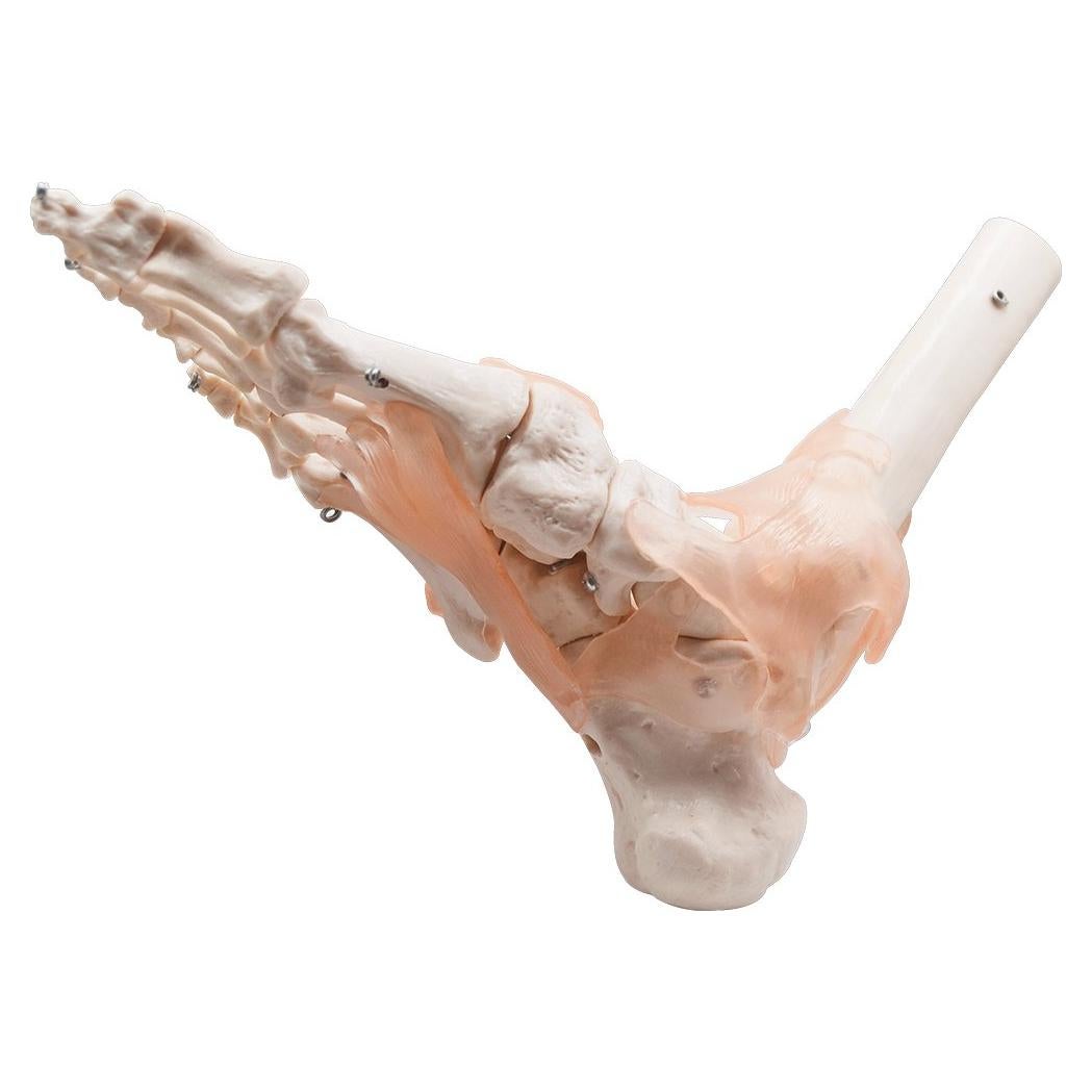 Modelo de Articulación del Pie HUBERY HM-11 Tamaño Real