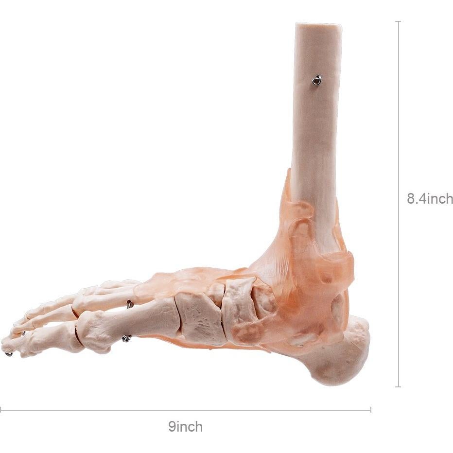 Modelo de Articulación del Pie HUBERY HM-11 Tamaño Real
