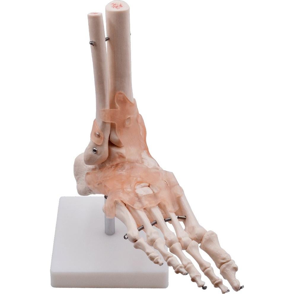 Modelo de Articulación del Pie HUBERY HM-11 Tamaño Real