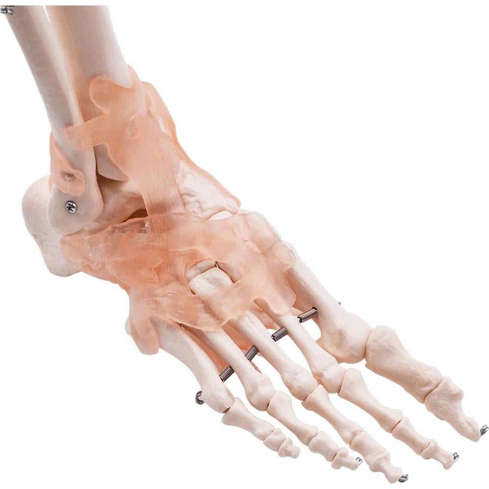 Modelo de Articulación del Pie HUBERY HM-11 Tamaño Real