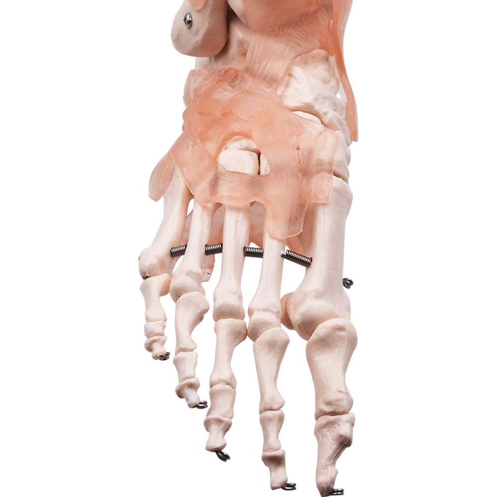 Modelo de Articulación del Pie HUBERY HM-11 Tamaño Real