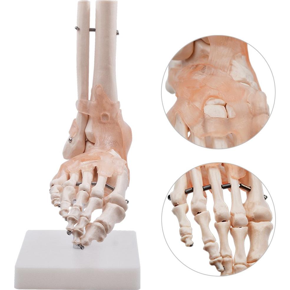 Modelo de Articulación del Pie HUBERY HM-11 Tamaño Real