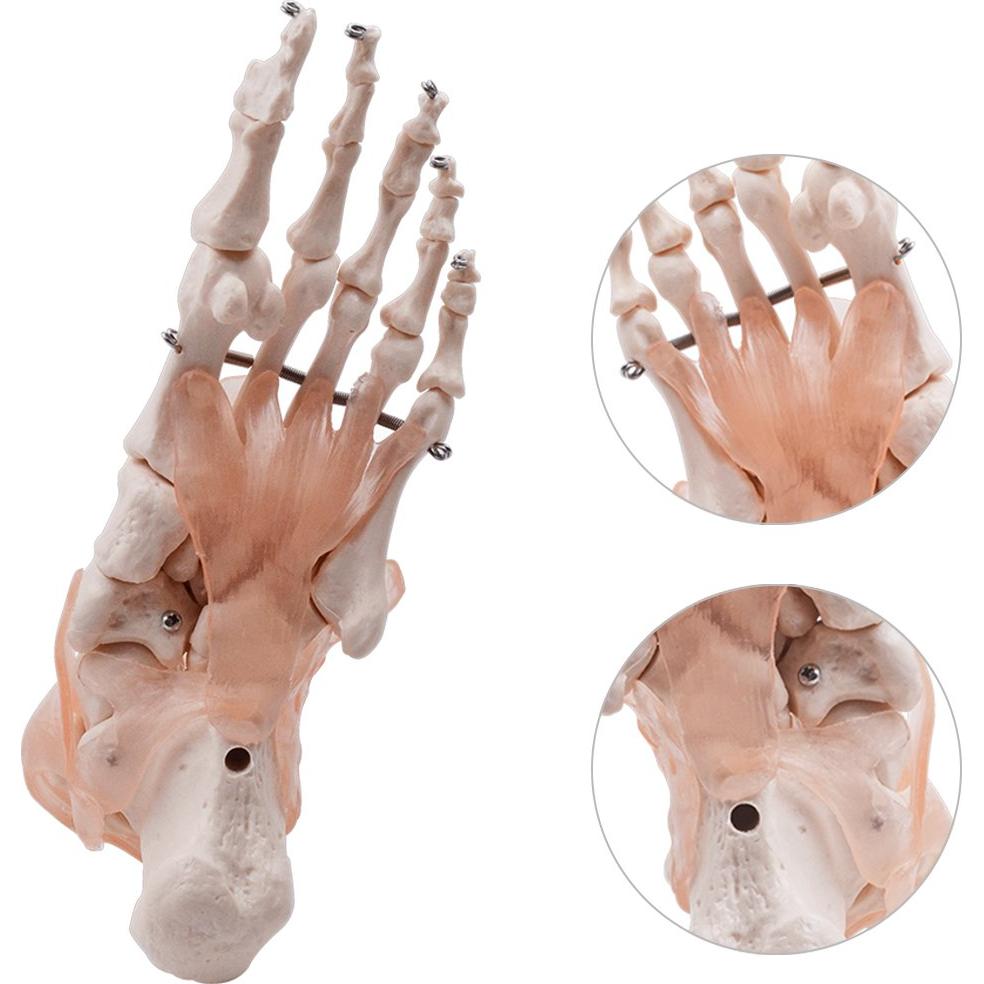 Modelo de Articulación del Pie HUBERY HM-11 Tamaño Real