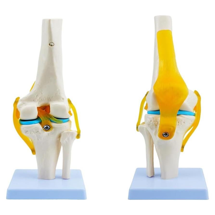 Modelo de Articulación de Rodilla Humana 1:1 Kouyot - Estudio Médico