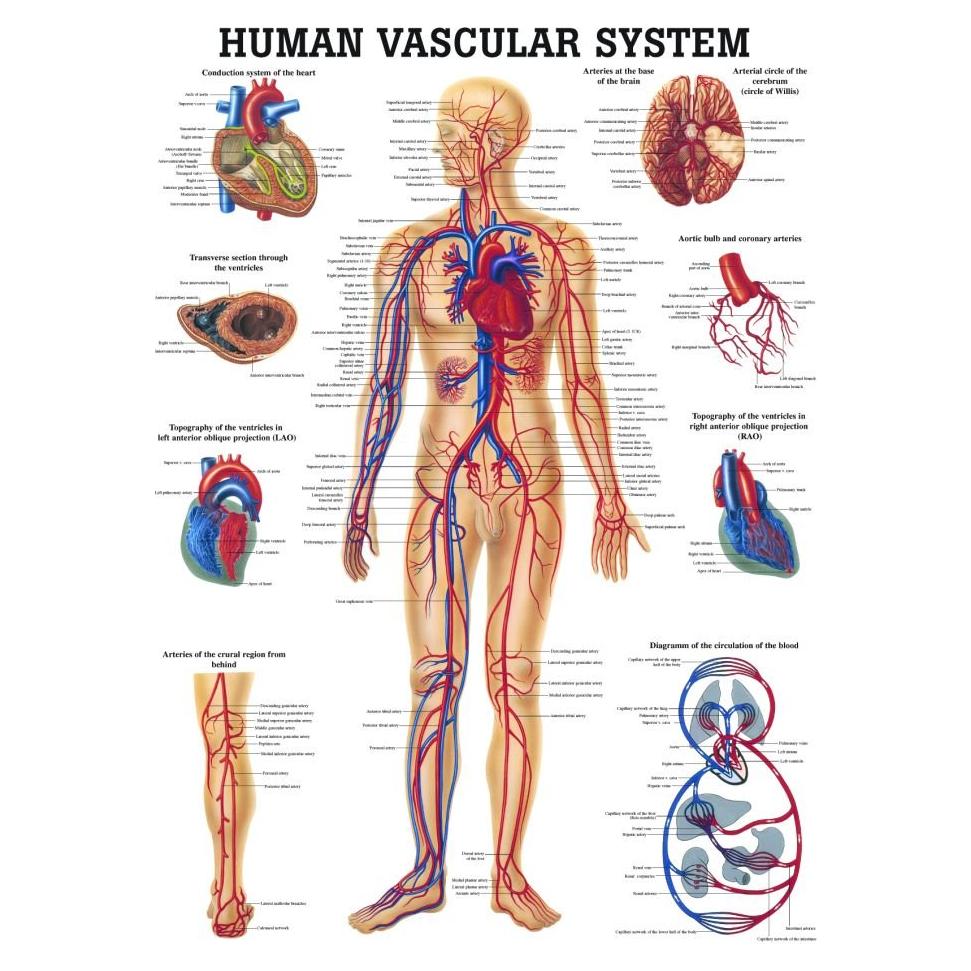 Gráfico Anatómico Laminado Sistema Vascular Humano 100x70 cm