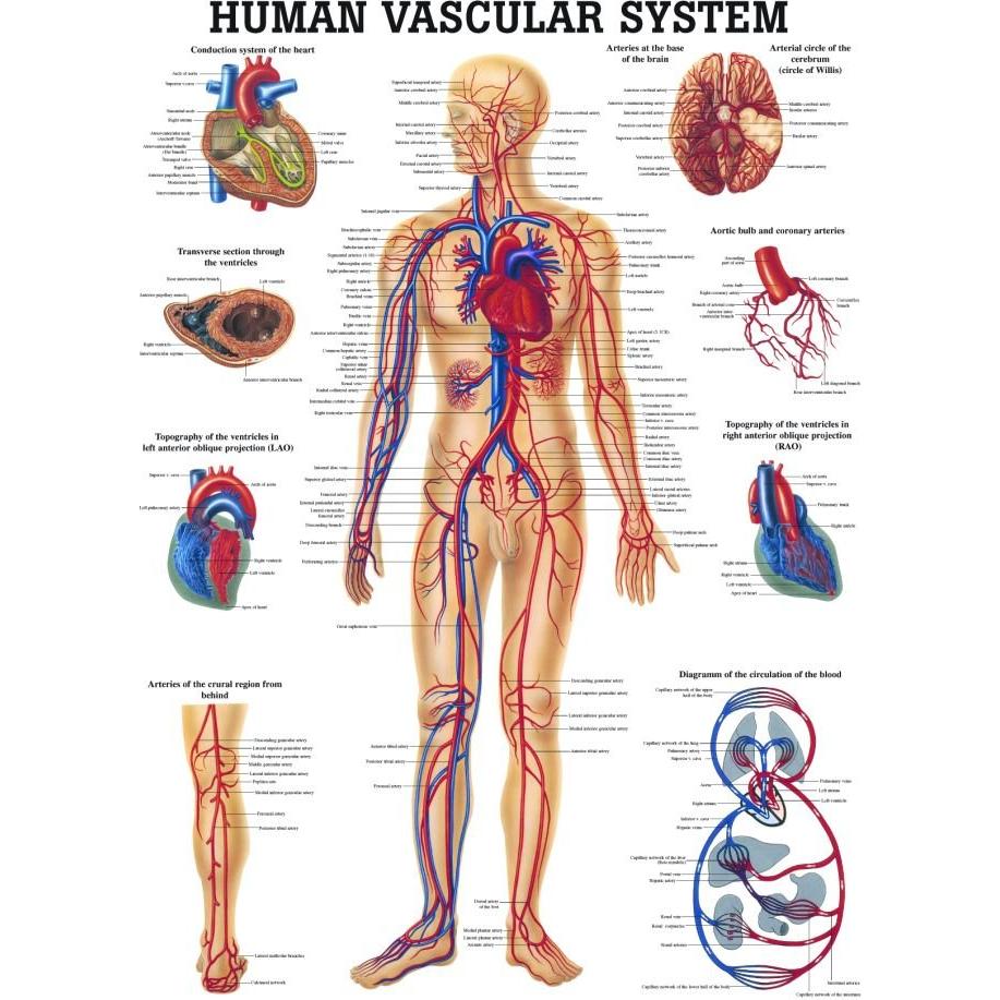 Gráfico Anatómico Laminado Sistema Vascular Humano 100x70 cm