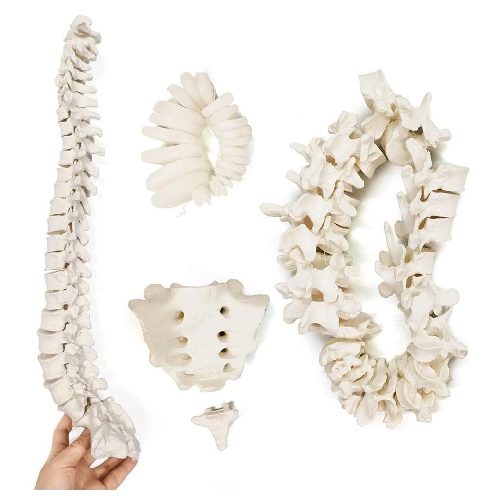 Modelo Espina Humana Disarticulada Evotech 1:1 con Sacro y Cóccix