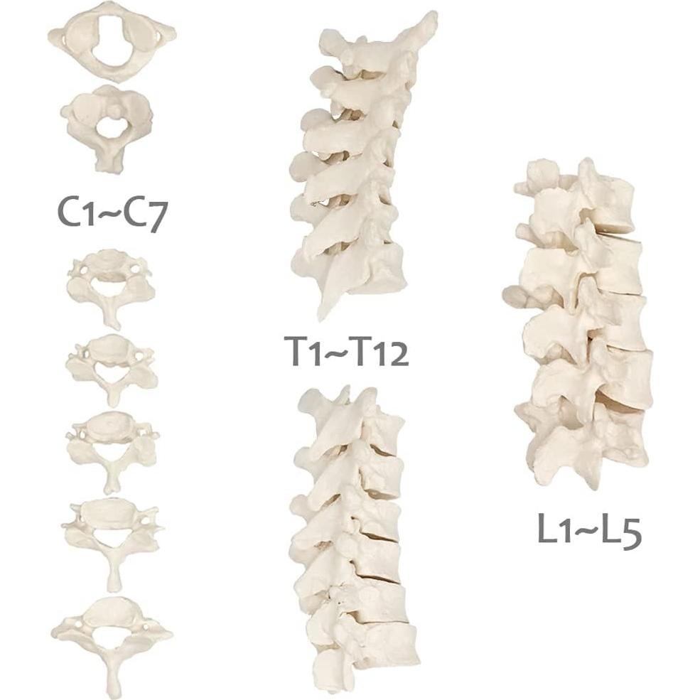 Modelo Espina Humana Disarticulada Evotech 1:1 con Sacro y Cóccix