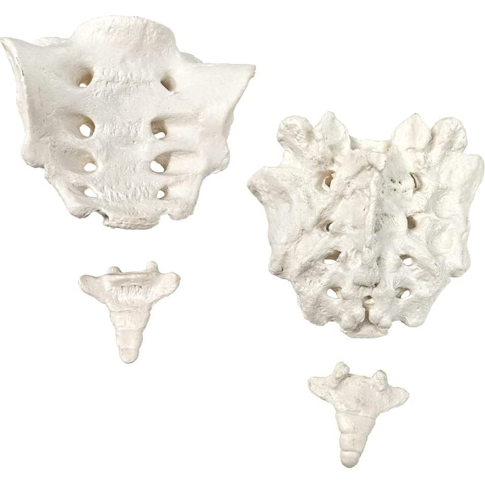 Modelo Espina Humana Disarticulada Evotech 1:1 con Sacro y Cóccix