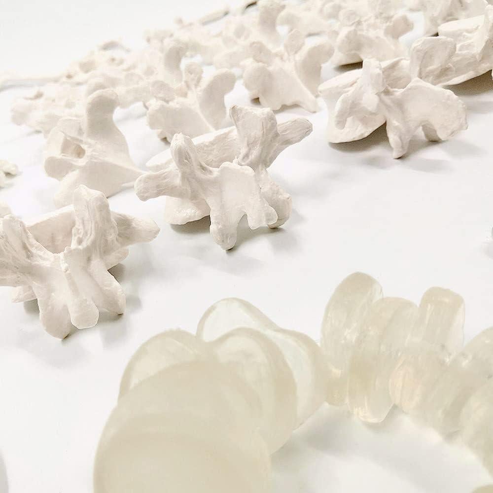 Modelo Espina Humana Disarticulada Evotech 1:1 con Sacro y Cóccix