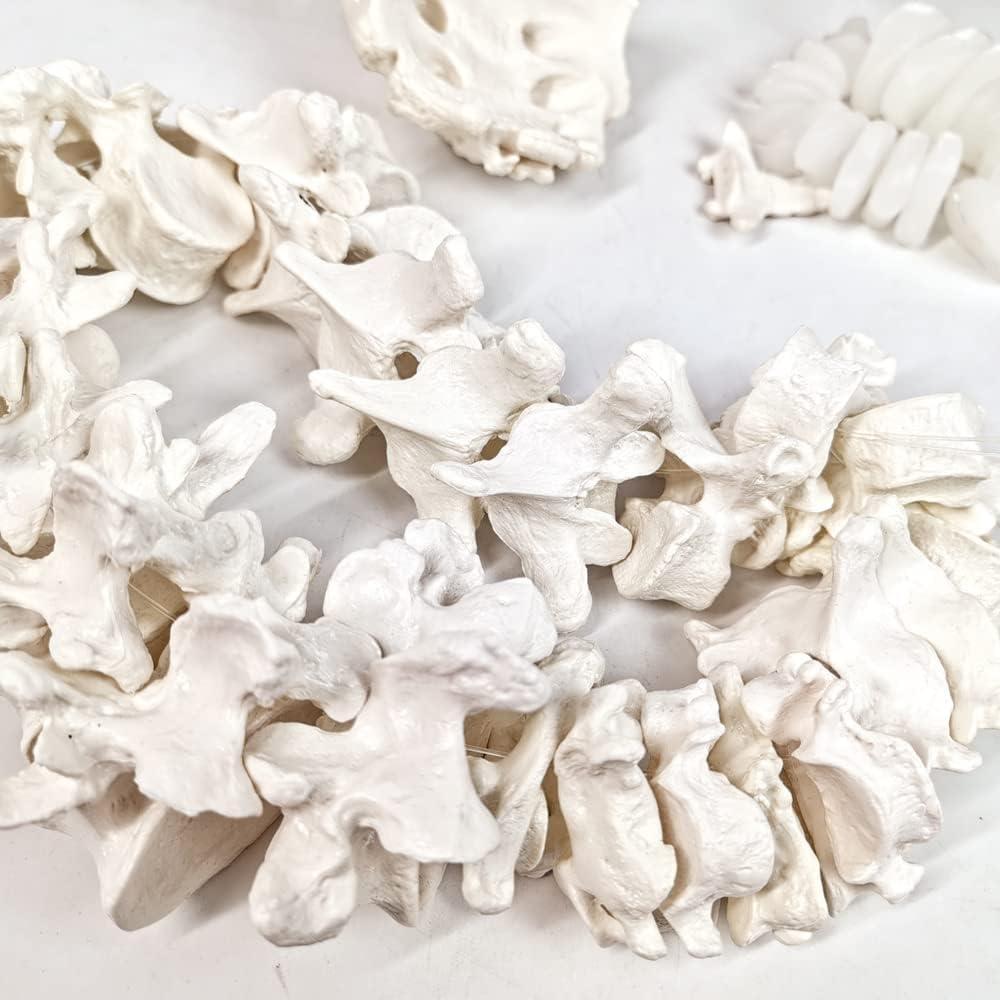 Modelo Espina Humana Disarticulada Evotech 1:1 con Sacro y Cóccix