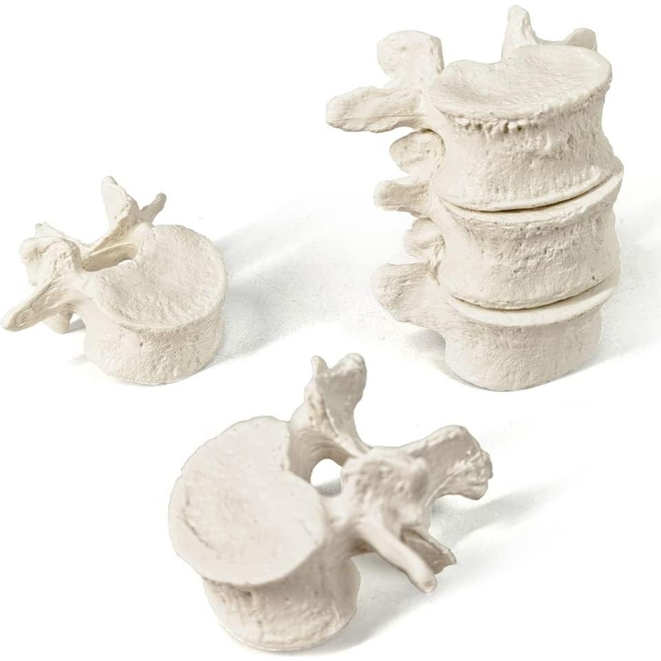 Modelo Espina Humana Disarticulada Evotech 1:1 con Sacro y Cóccix