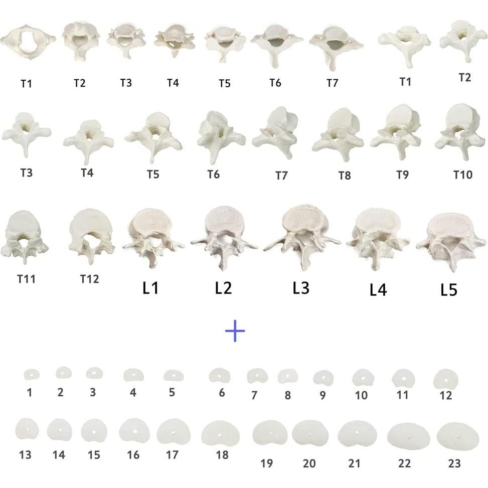 Modelo Espina Humana Disarticulada Evotech 1:1 con Sacro y Cóccix