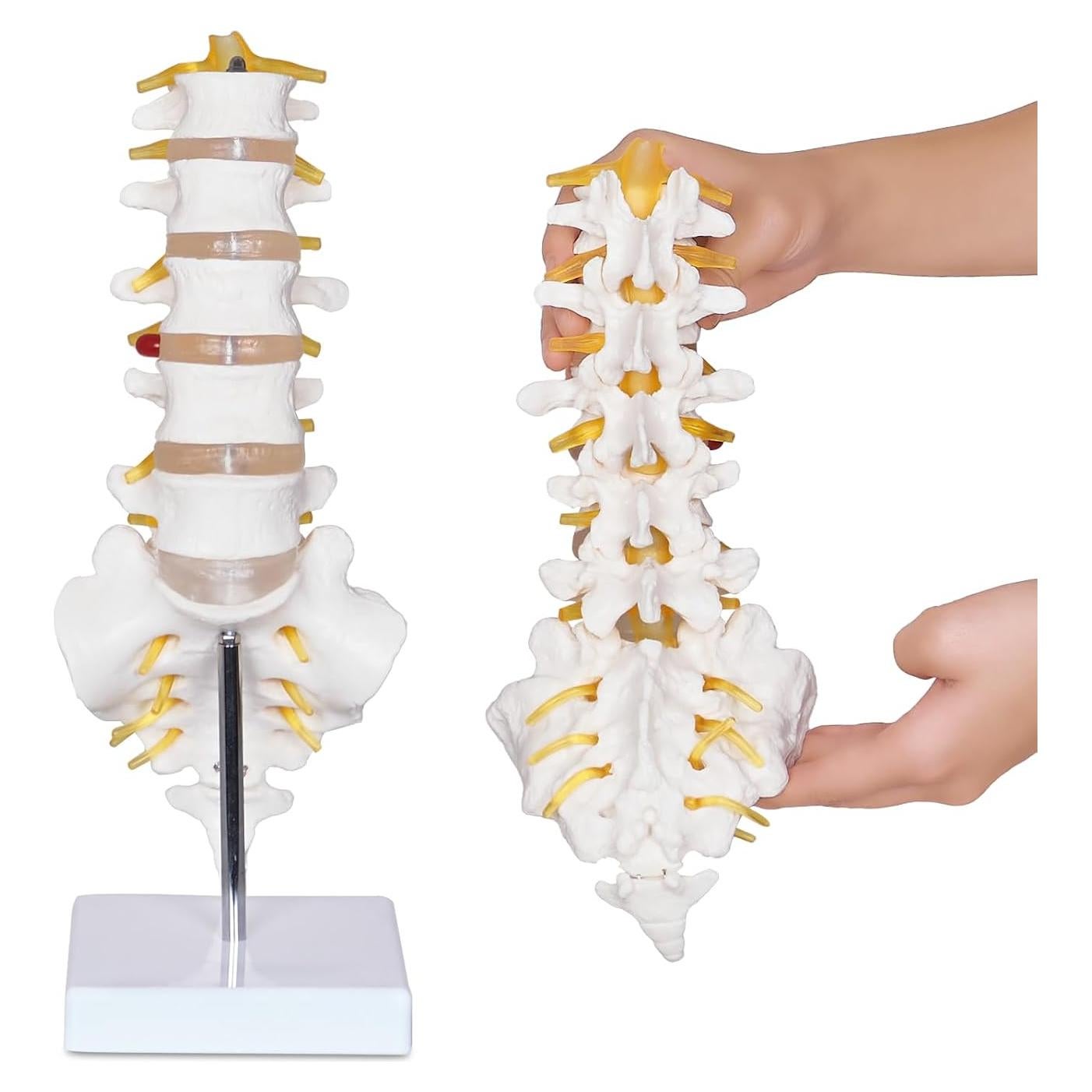 Modelo Columna Lumbar NLShan 5 Vértebras Anatomía 31.4cm