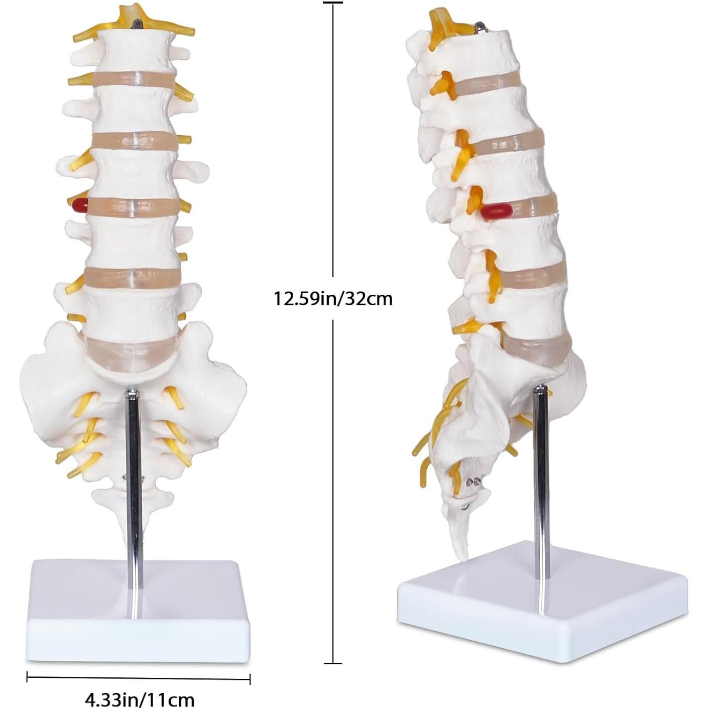 Modelo Columna Lumbar NLShan 5 Vértebras Anatomía 31.4cm