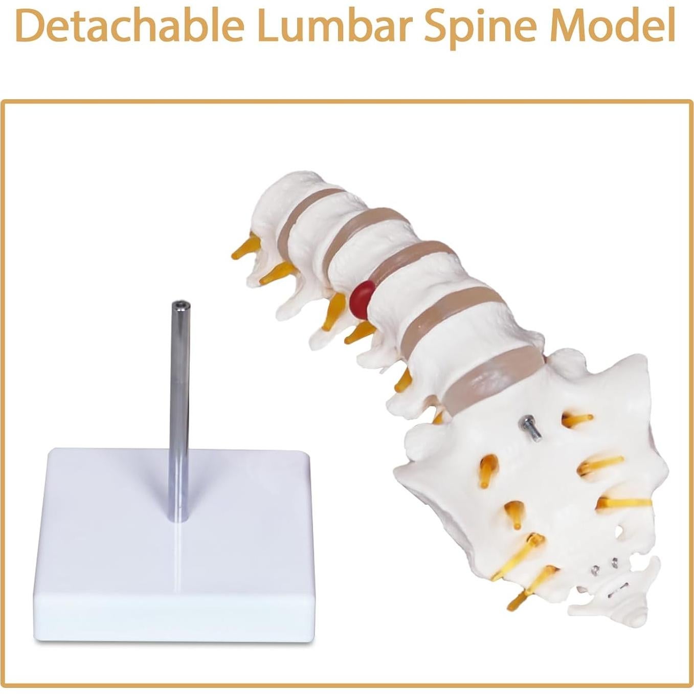 Modelo Columna Lumbar NLShan 5 Vértebras Anatomía 31.4cm