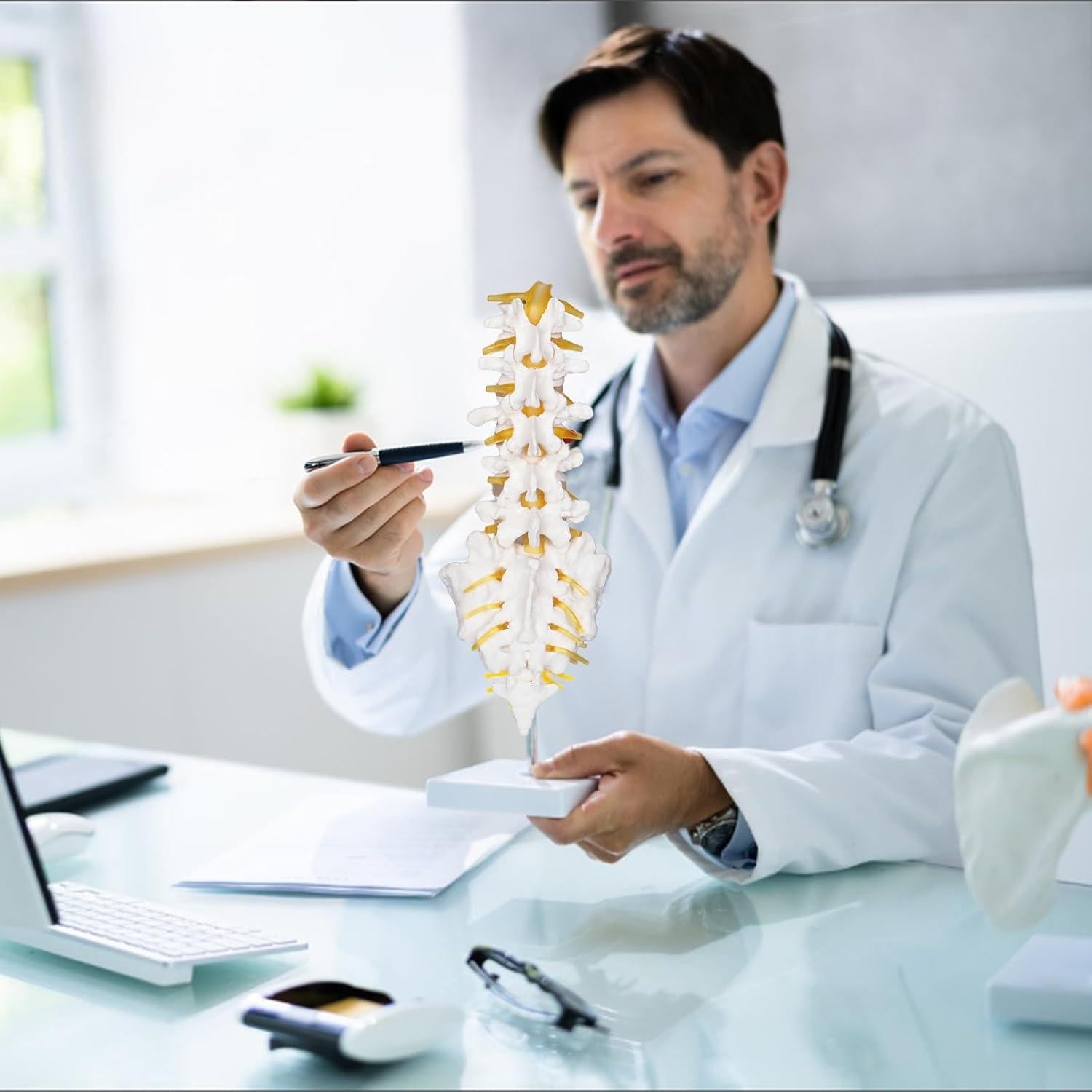Modelo Columna Lumbar NLShan 5 Vértebras Anatomía 31.4cm