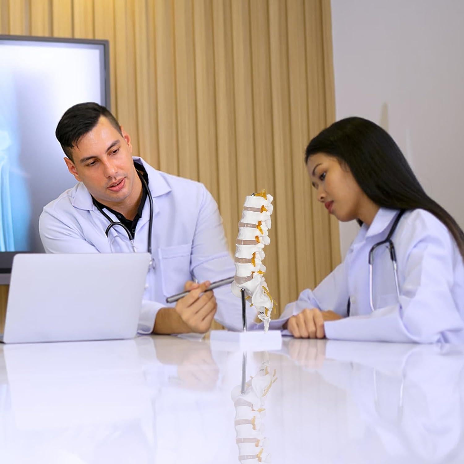 Modelo Columna Lumbar NLShan 5 Vértebras Anatomía 31.4cm