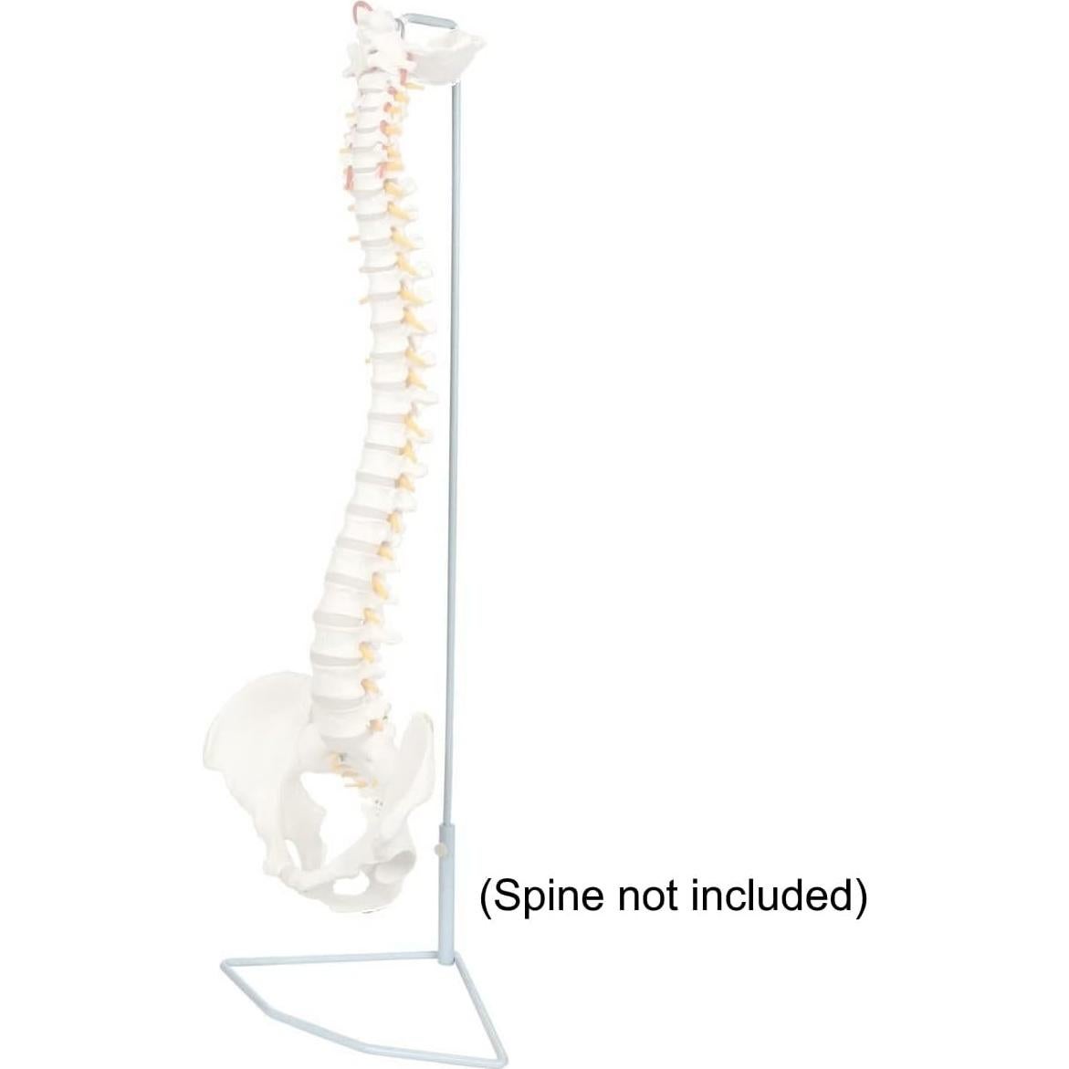 Soporte de Exhibición Universal Metal Axis Scientific 86cm