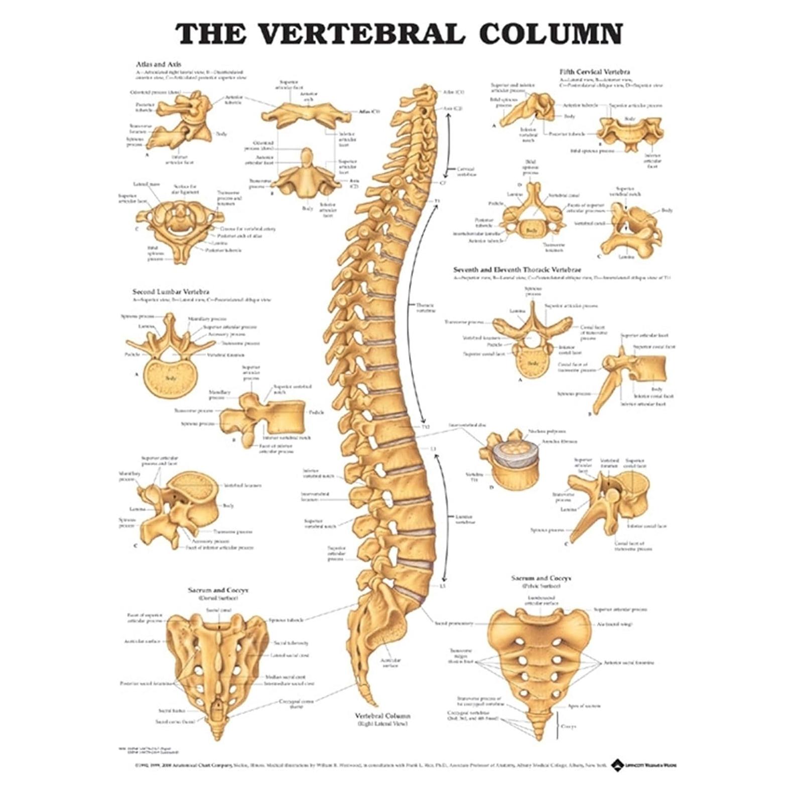 Gráfico Anatómico Columna Vertebral Anatomy Stuff 68g