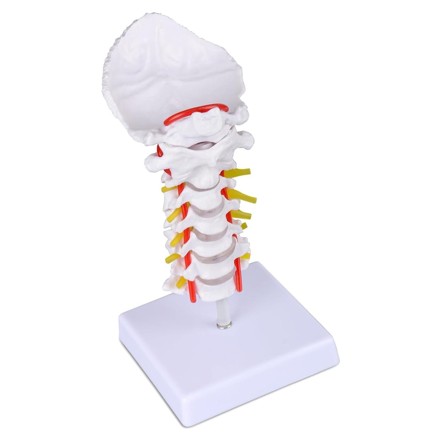 Modelo de Columna Cervical Ultrassist a Tamaño Real para Educación Médica