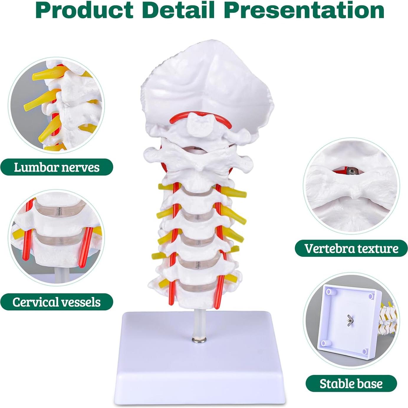 Modelo de Columna Cervical Ultrassist a Tamaño Real para Educación Médica
