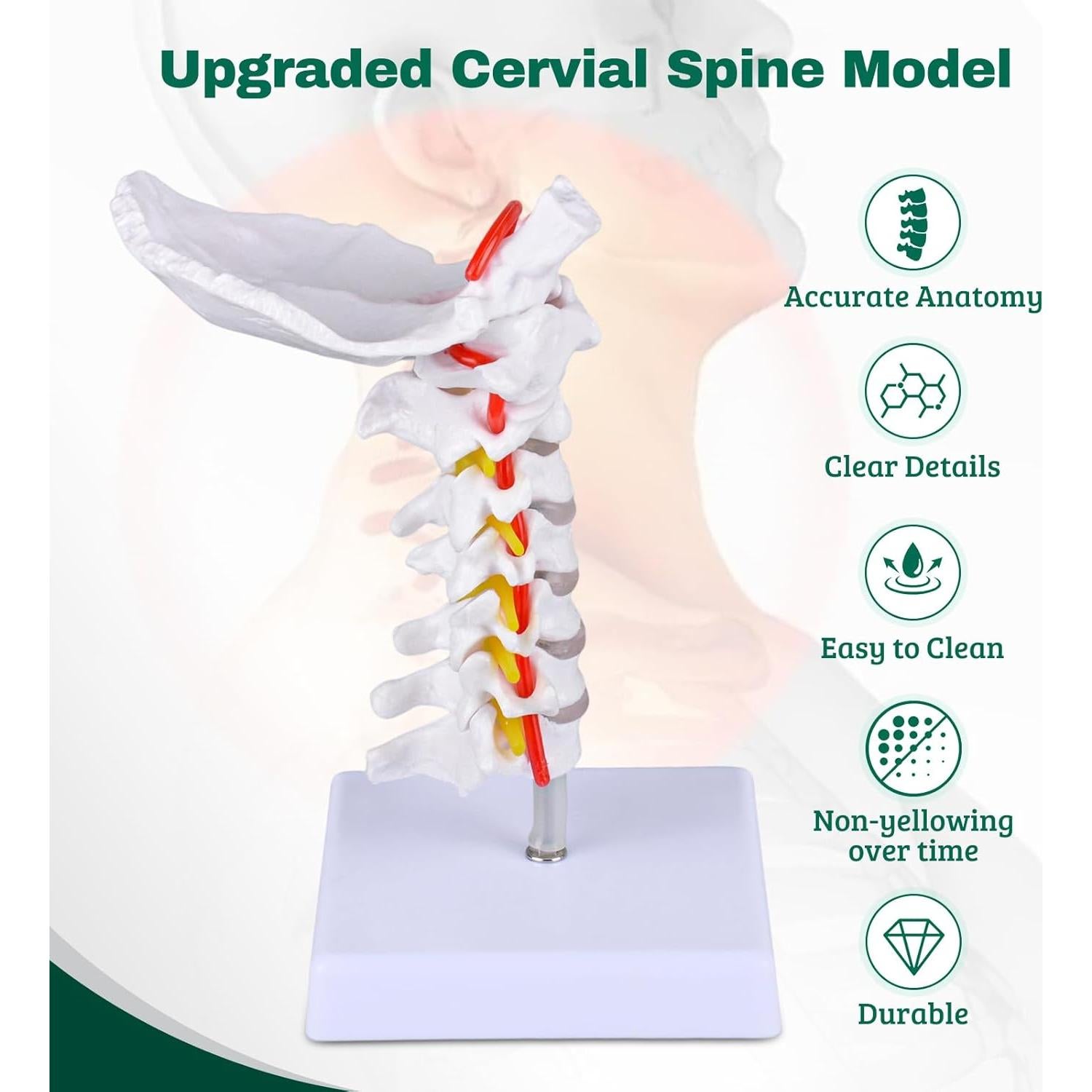 Modelo de Columna Cervical Ultrassist a Tamaño Real para Educación Médica