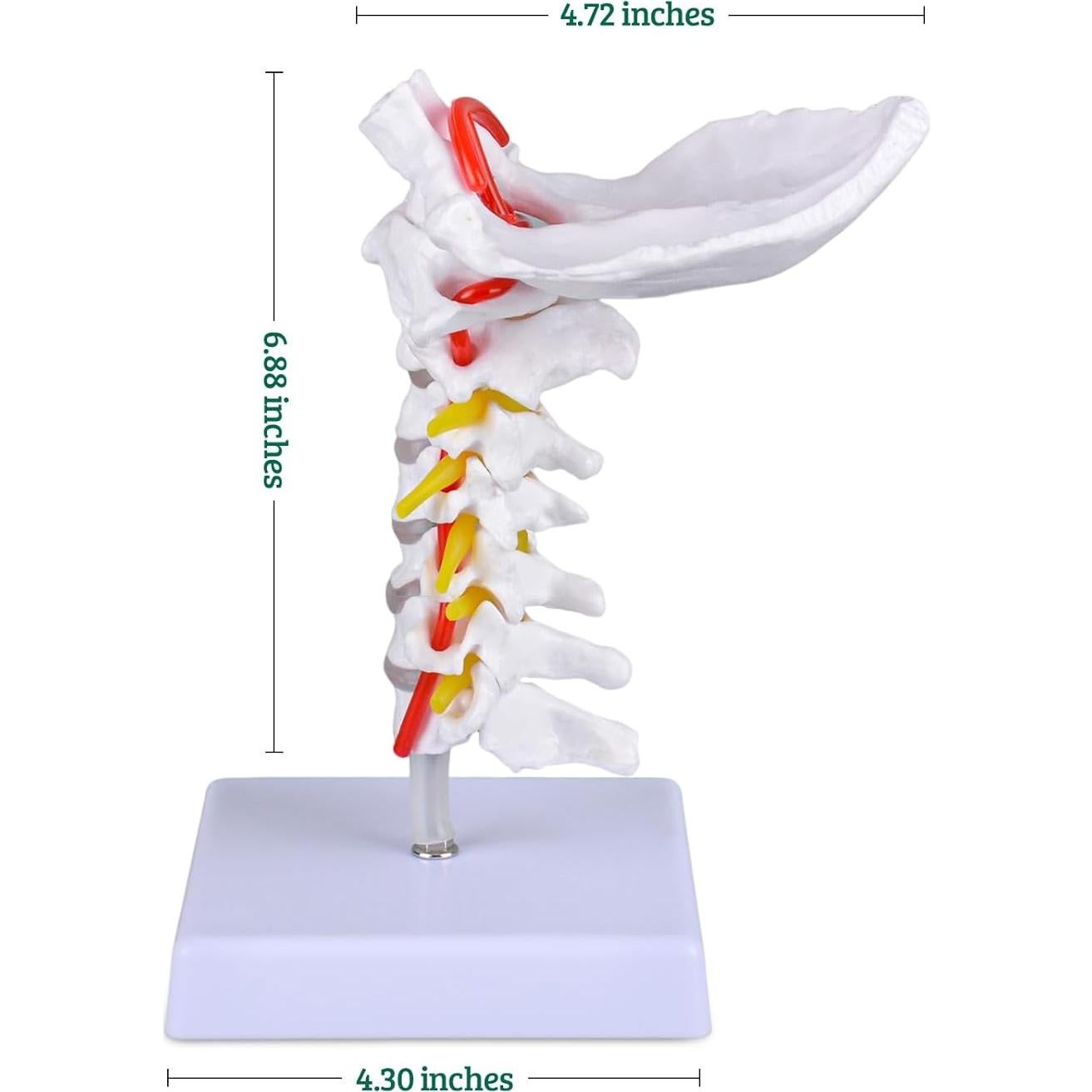 Modelo de Columna Cervical Ultrassist a Tamaño Real para Educación Médica