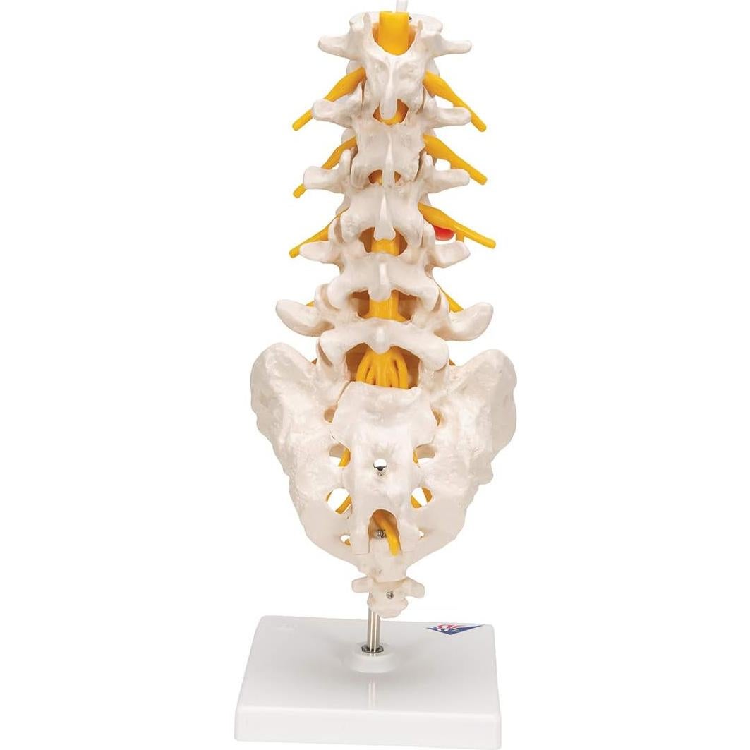 Columna Vertebral Lumbar 3B Scientific A76/5 con Disco Prolapsado 34 cm