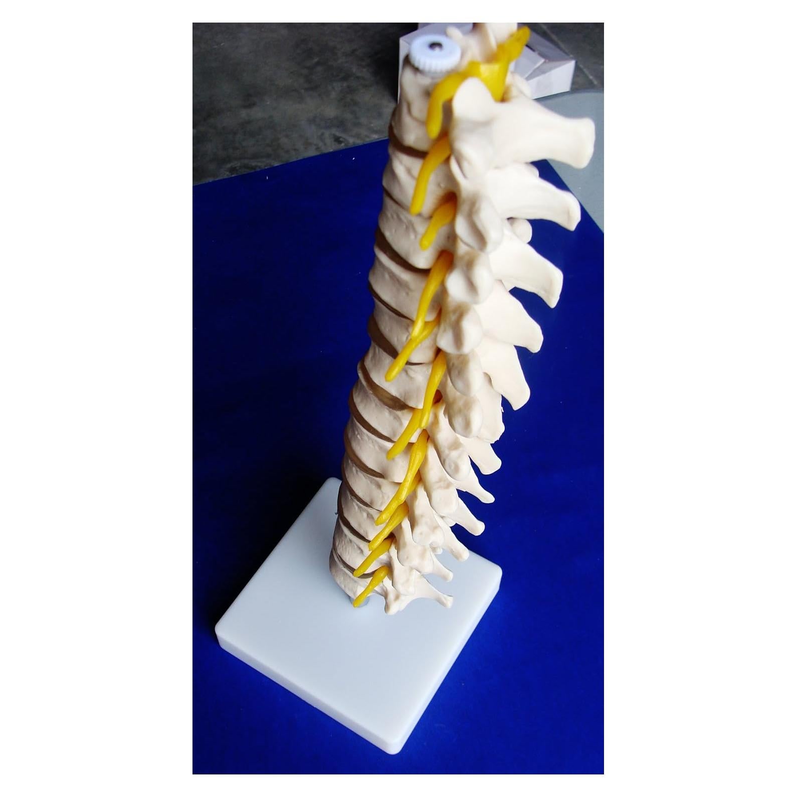 Columna Vertebral Torácica Grande Médica ANGELUS IT-021