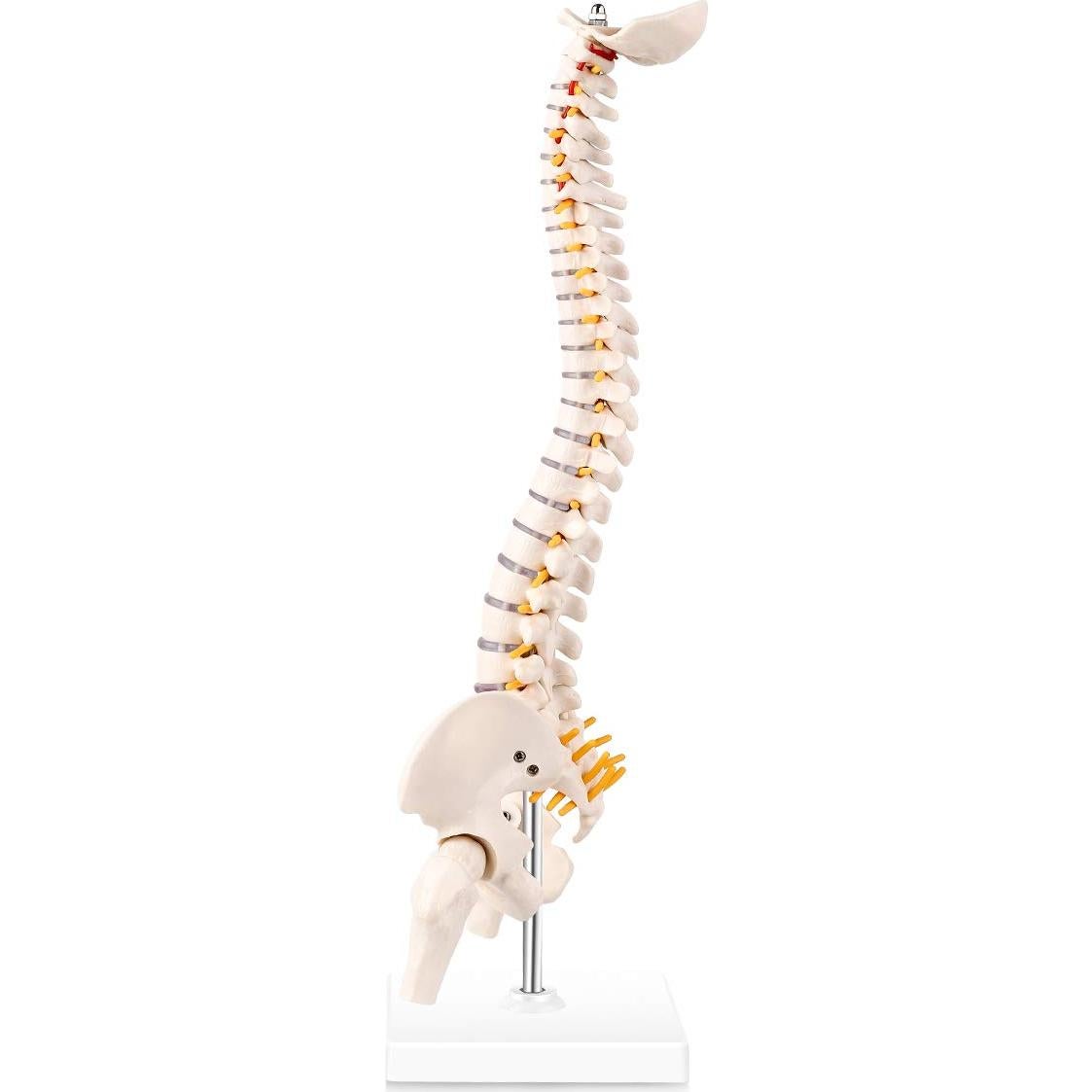 Modelo Miniatura de Anatomía de Columna Vertebral LYOU 45 cm