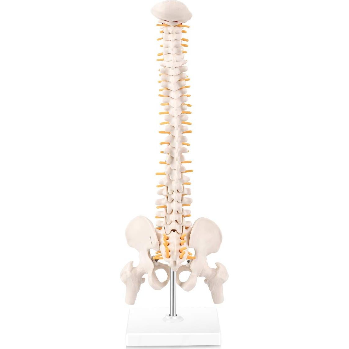 Modelo Miniatura de Anatomía de Columna Vertebral LYOU 45 cm