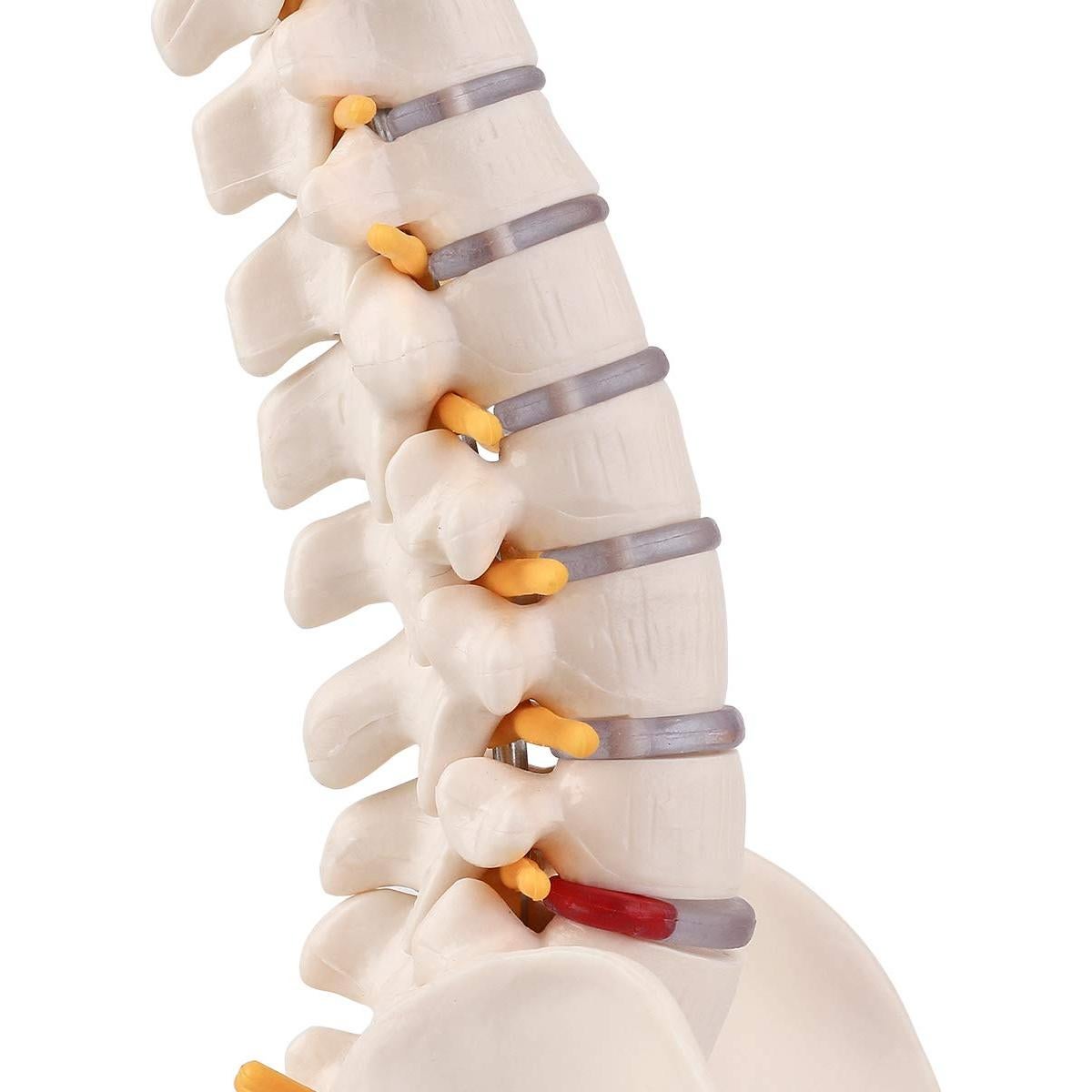 Modelo Miniatura de Anatomía de Columna Vertebral LYOU 45 cm