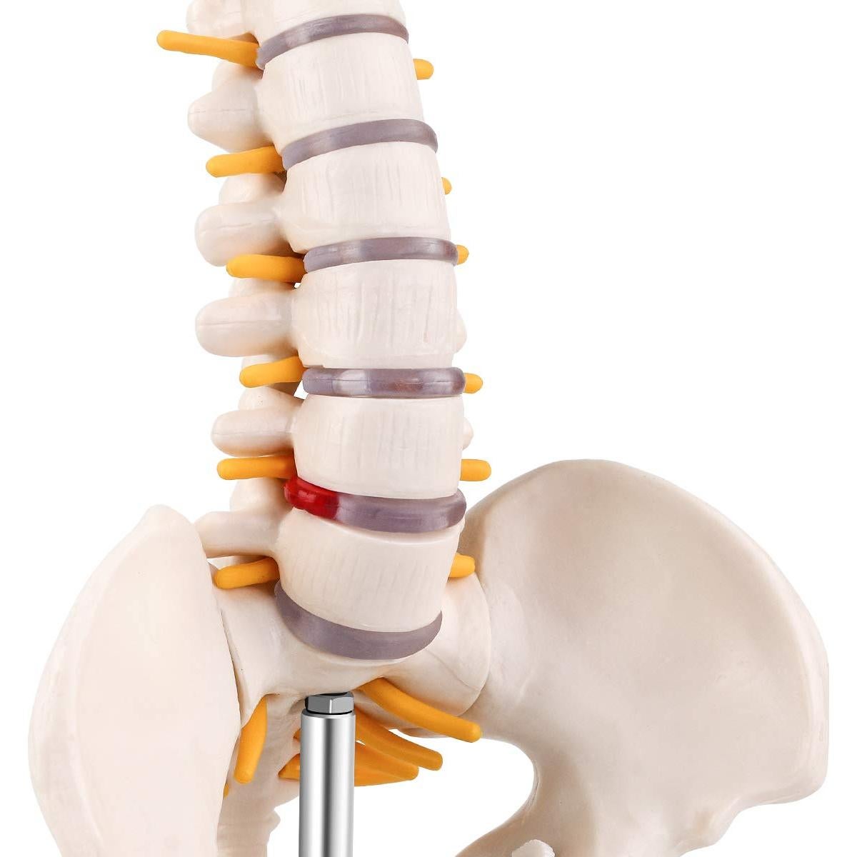 Modelo Miniatura de Anatomía de Columna Vertebral LYOU 45 cm