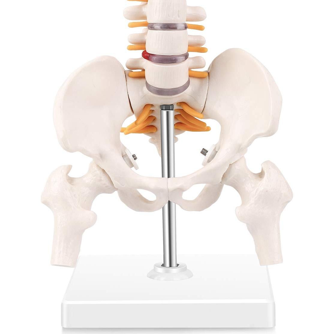 Modelo Miniatura de Anatomía de Columna Vertebral LYOU 45 cm