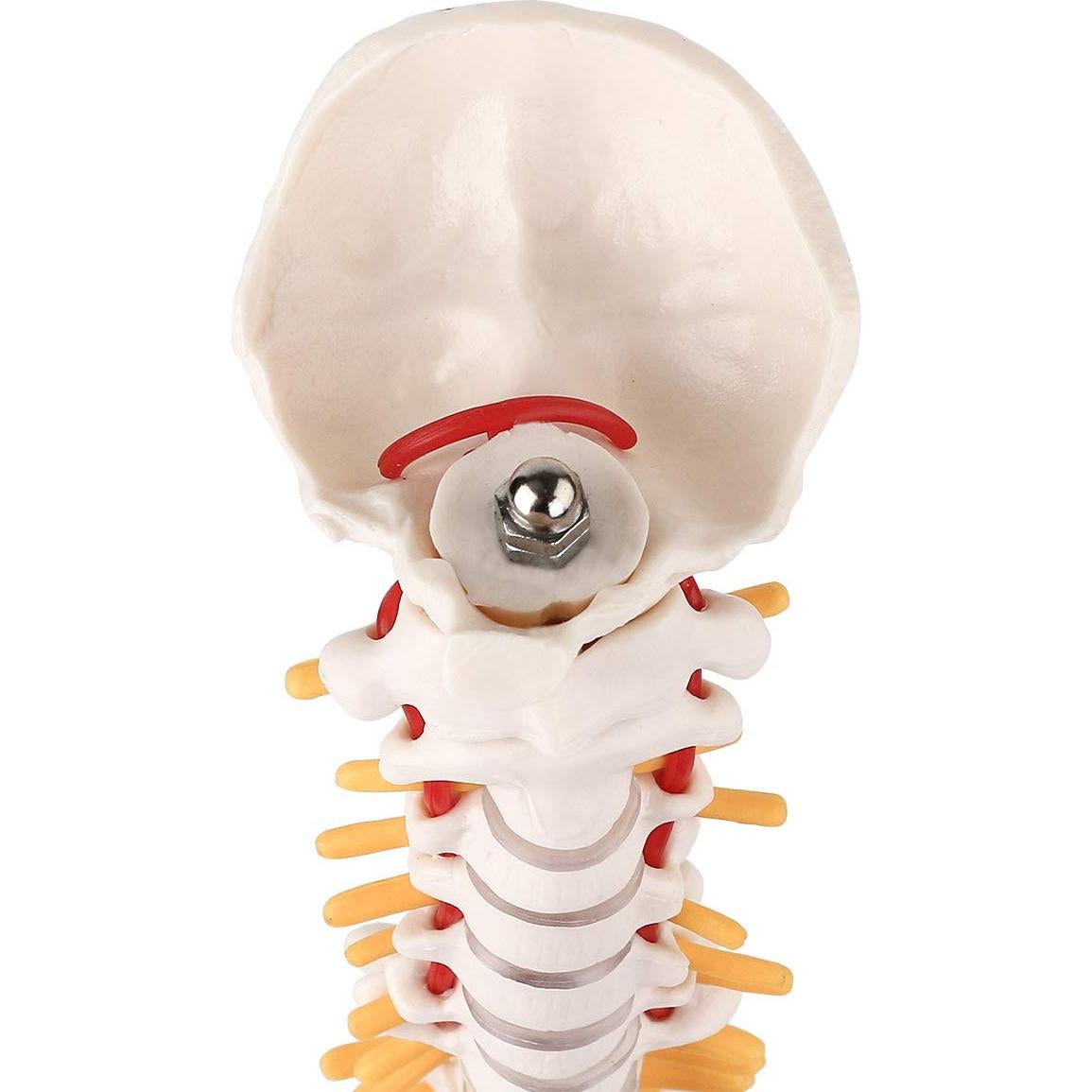 Modelo Miniatura de Anatomía de Columna Vertebral LYOU 45 cm